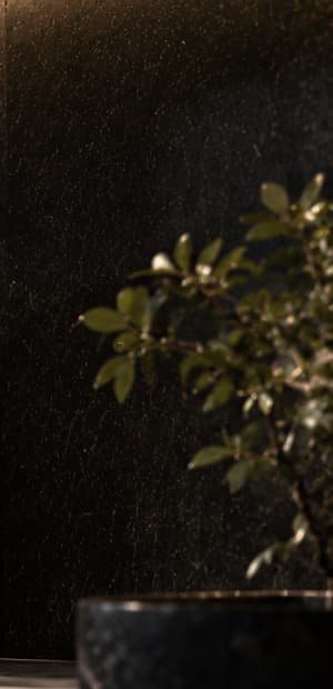 石の壁ぎわに置かれた鉢植えと、やわらかい影